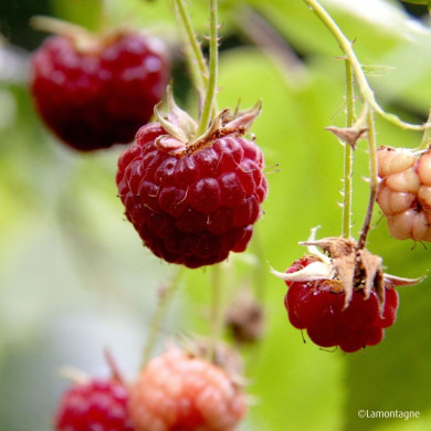 Framboisier (Rubus idaeus) 'Luhimo' LITTLE SWEET SISTER®
