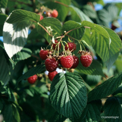 Framboisier 'Willamette'