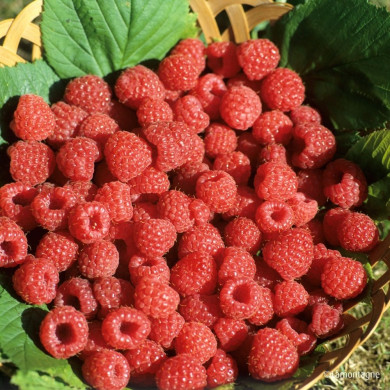 Framboisier 'Rafzaqu' HIMBO TOP