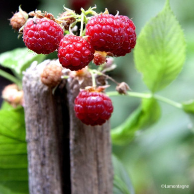 Framboisier 'Meeker'