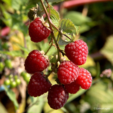Framboisier 'Malling Promise'