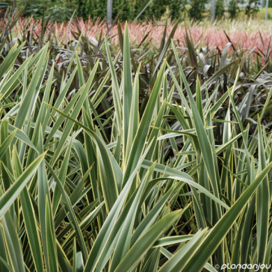 Phormium tenax 'Variegatum'