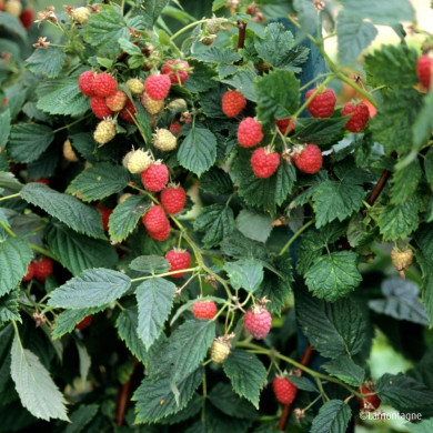Framboisier Autumn Bliss®