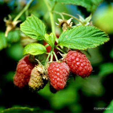 Framboisier 'Tulameen'