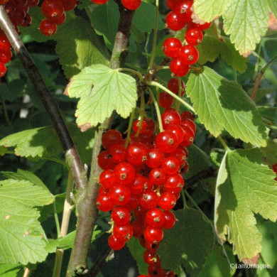 Groseillier à grappes 'Jonkheer Van Tets'