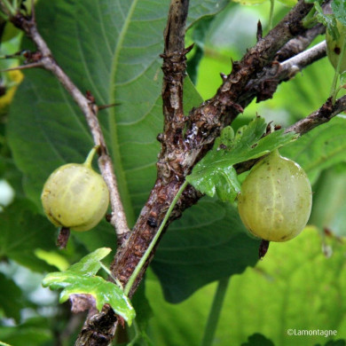 Groseillier à maquereaux 'Whitesmith'