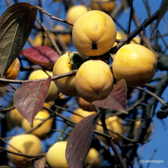 Kaki 'Fuyu'