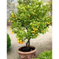 Mandarinier