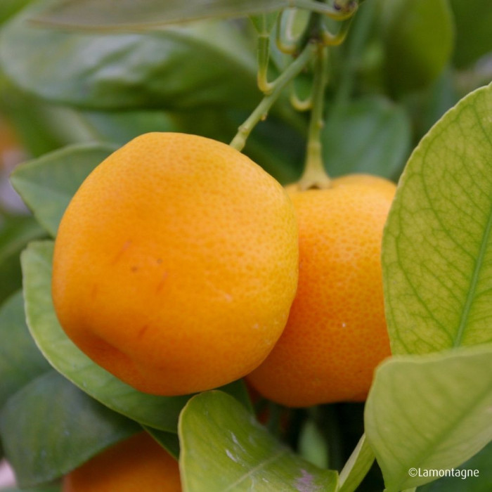 Mandarinier