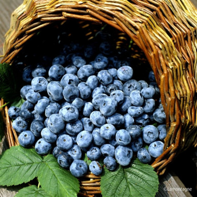 Myrtille 'Goldtraube'