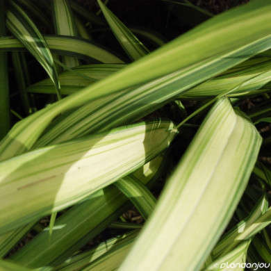 Phormium tenax 'Variegatum'
