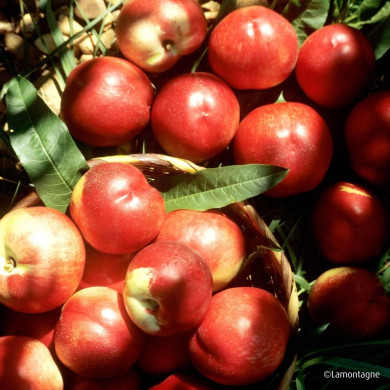 Nectarine 'John Rivers'