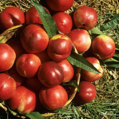 Nectarine 'Nectared'