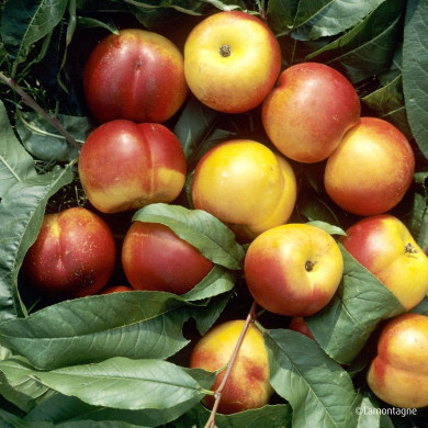 Nectarine 'Silver Lode'