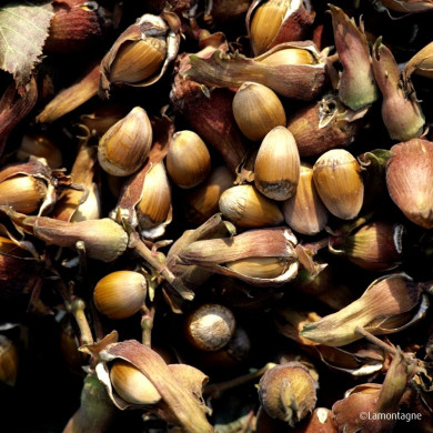 Noisetier 'Kentish Cob' (longue d'espagne)