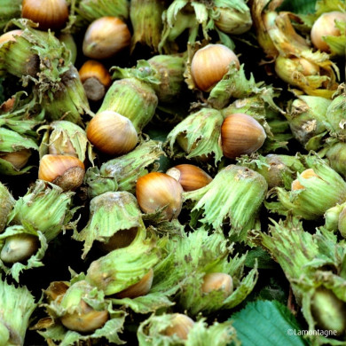 Noisetier 'Fertile de Coutard'