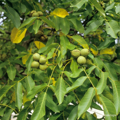 Noyer 'Ronde de Montignac'