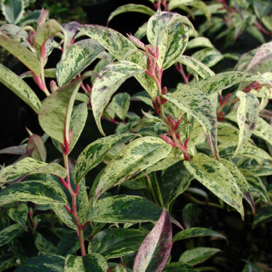 Leucothoe fontanesiana 'Rainbow'
