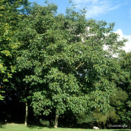 Noyer 'Franquette'