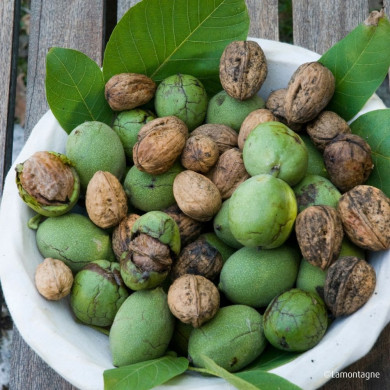 Noyer 'Corne du Périgord'