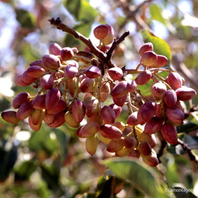 Pistachier 'Kerman' (femelle)