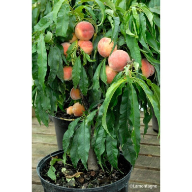 Pecher (Prunus Persica) nain Diamond®