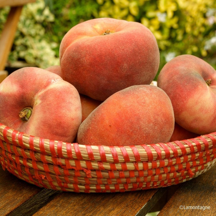 Pêcher 'Ornella'