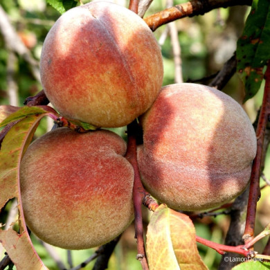 Pêcher 'May Flower'
