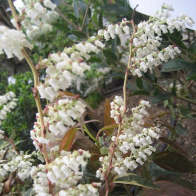 Leucothoe fontanesiana 'Rainbow'