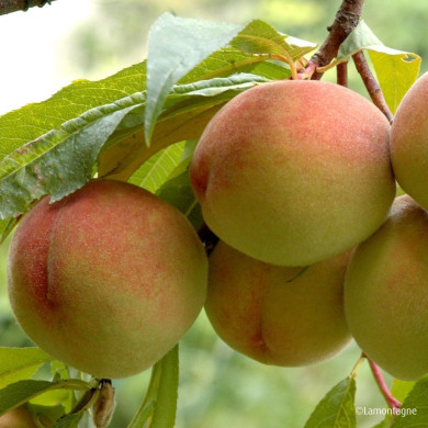 Pêcher 'Grosse Mignonne'