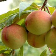 Pêcher 'Grosse Mignonne'