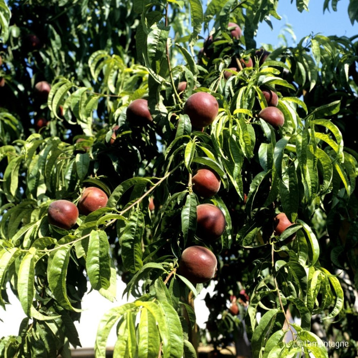 Pêcher 'J H Hale'
