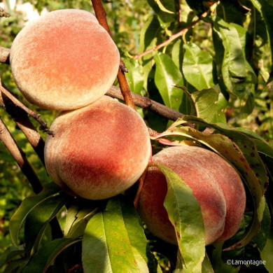 Pêcher 'Reine des Vergers'