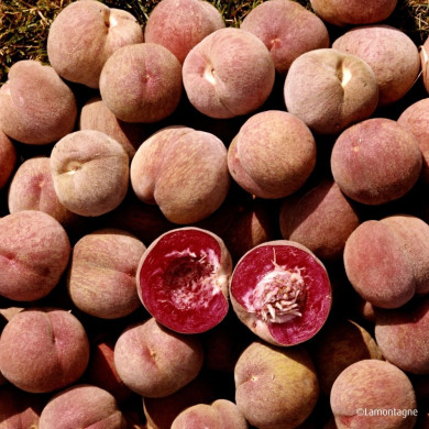 Pêcher 'Sanguine Vineuse'