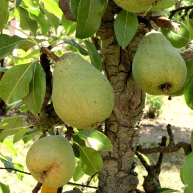 Poirier 'Jeanne D'Arc'