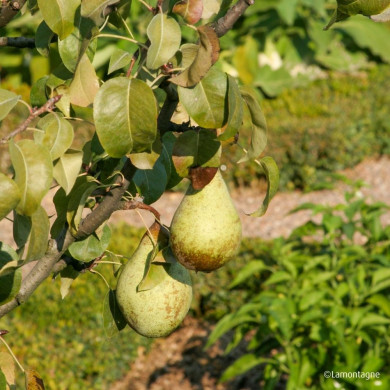 Poirier 'Comtesse de Paris'