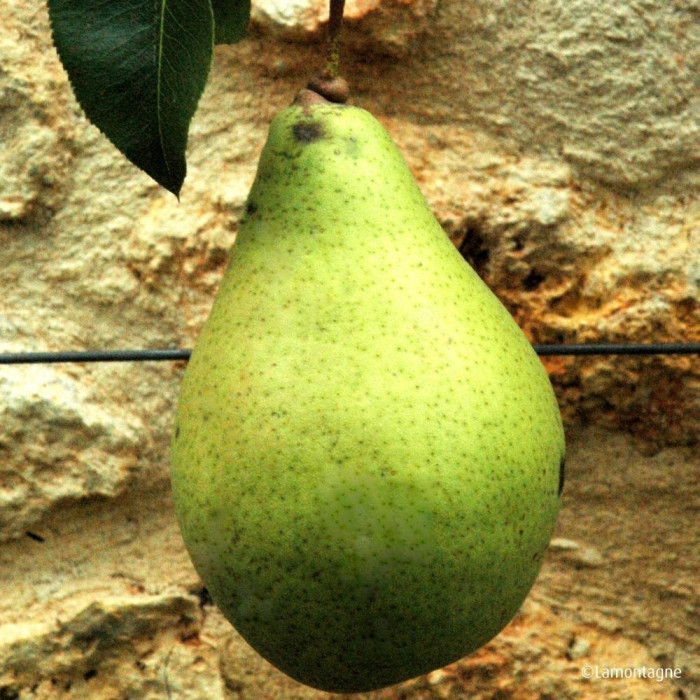Poirier 'Le Curé'