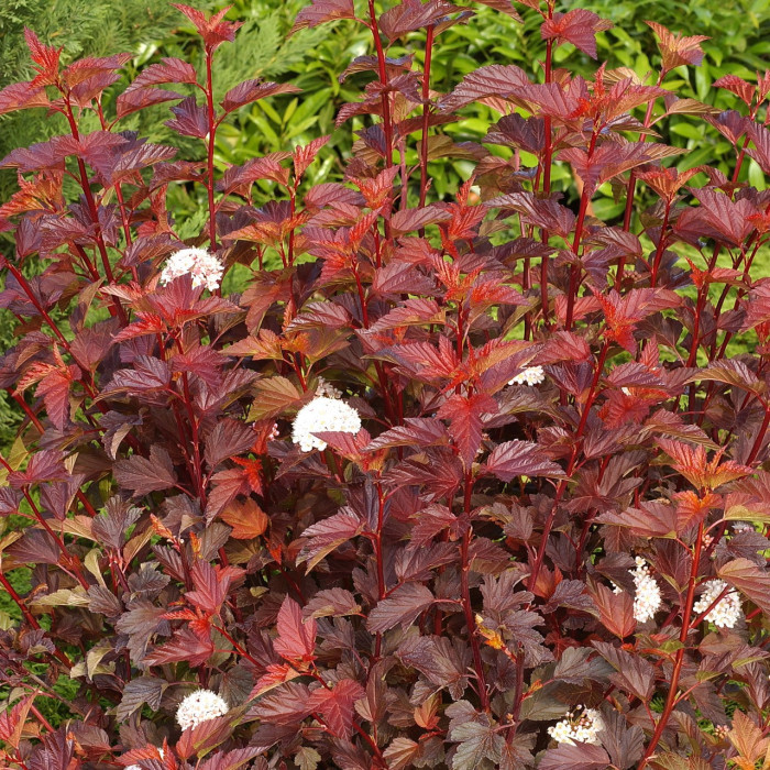 Physocarpus opulifolius Diable d'Or® 'Mindia'