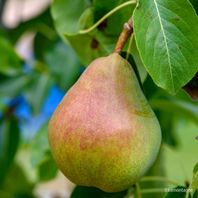 Poirier 'Doyenné du Comice'