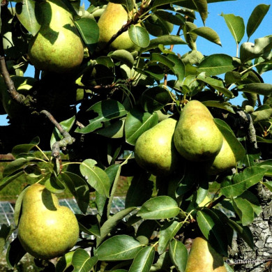 Poirier 'Louise Bonne d'Avranches'
