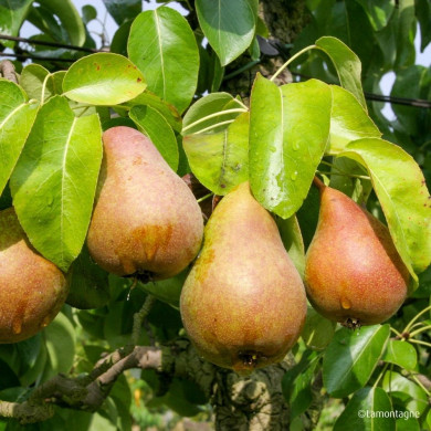 Poirier 'Beurré Hardy'