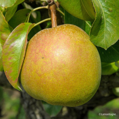 Poirier 'Beurré Clairgeau'