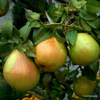 Poirier 'Triomphe de Vienne'