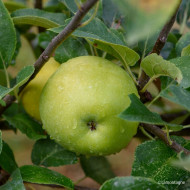 Pommier 'Reinette du Mans'