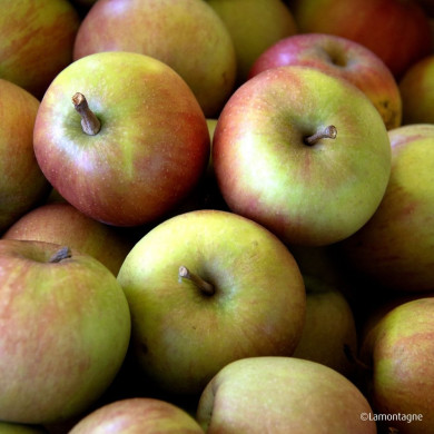 Pommier 'Rafzubex' RUBINETTE ROSSO