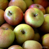 Pommier 'Rafzubex' RUBINETTE ROSSO