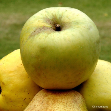 Pommier 'Transparente de Croncels'