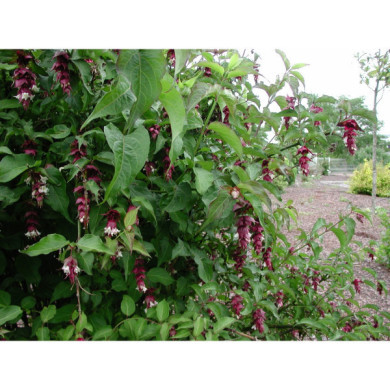 Leycesteria formosa