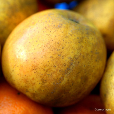 Pommier 'Reinette Clochard'