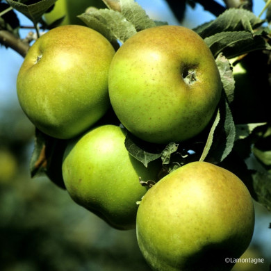 Pommier 'Reinette Blanche du Canada'